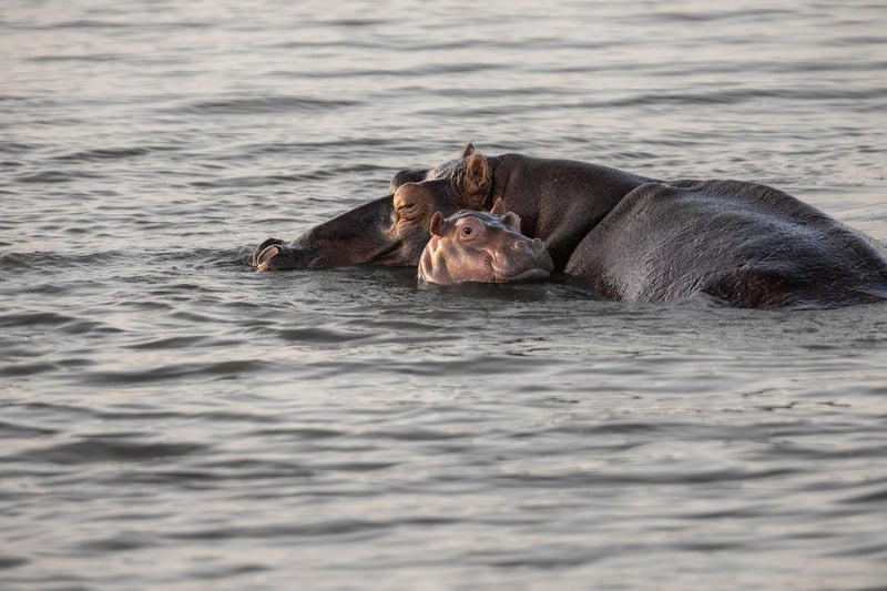 Okavango Delta