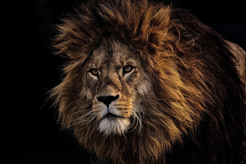 Maasai Mara National Reserve