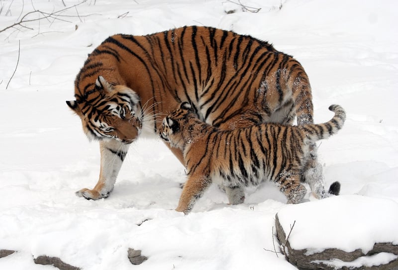 Ranthambore National Park
