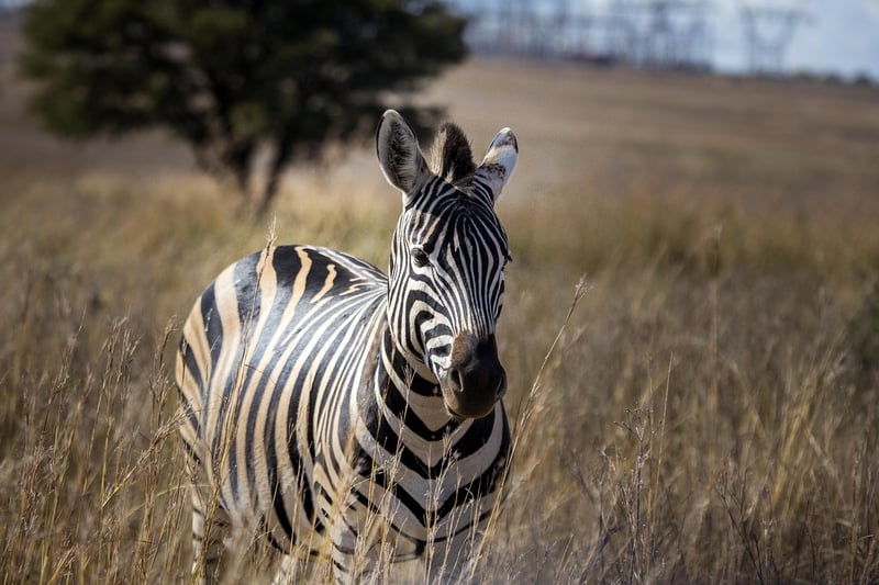 Serengeti National Park